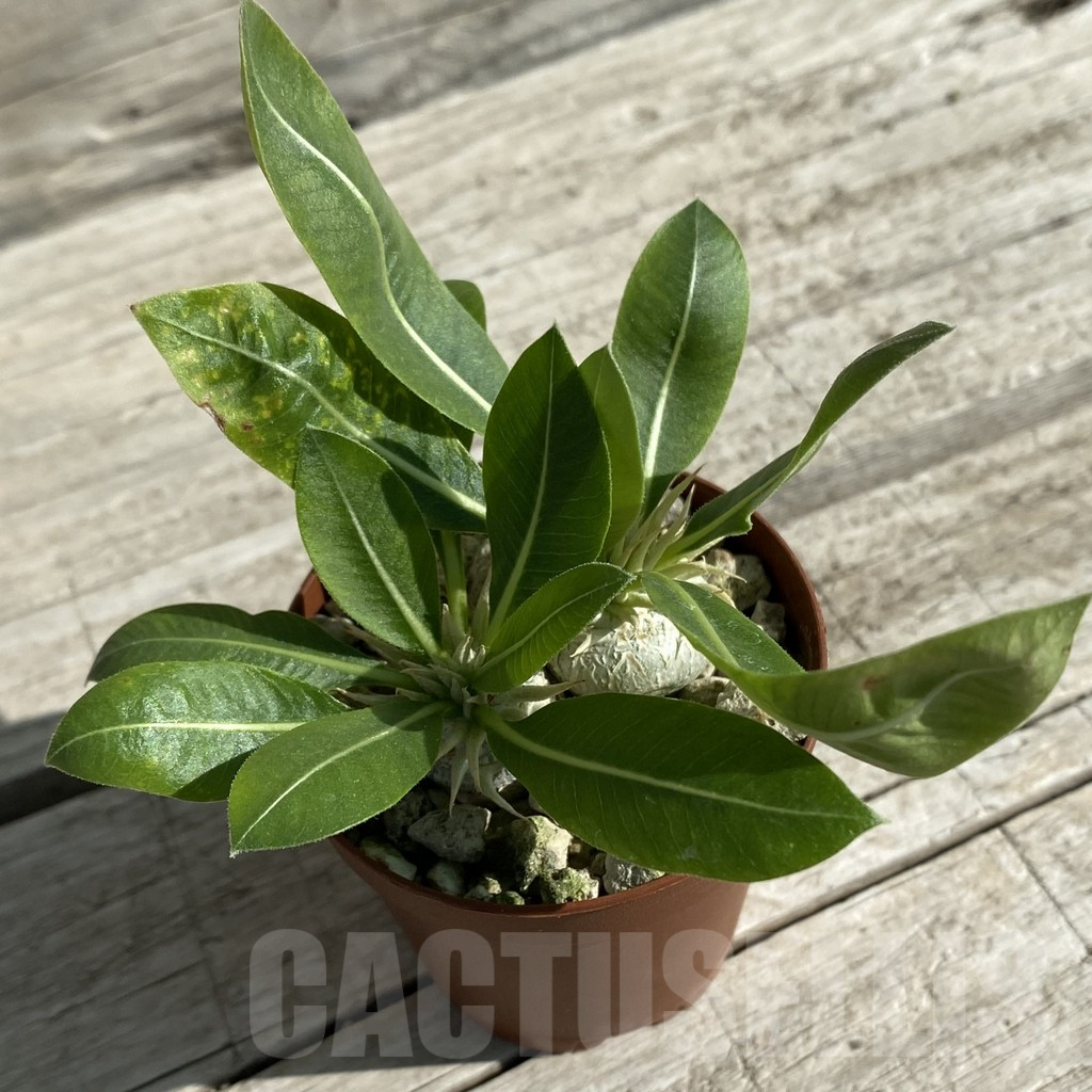 SH15876 Pachypodium brevicaule v. leucoxanthum, 2 plants - immagine 2