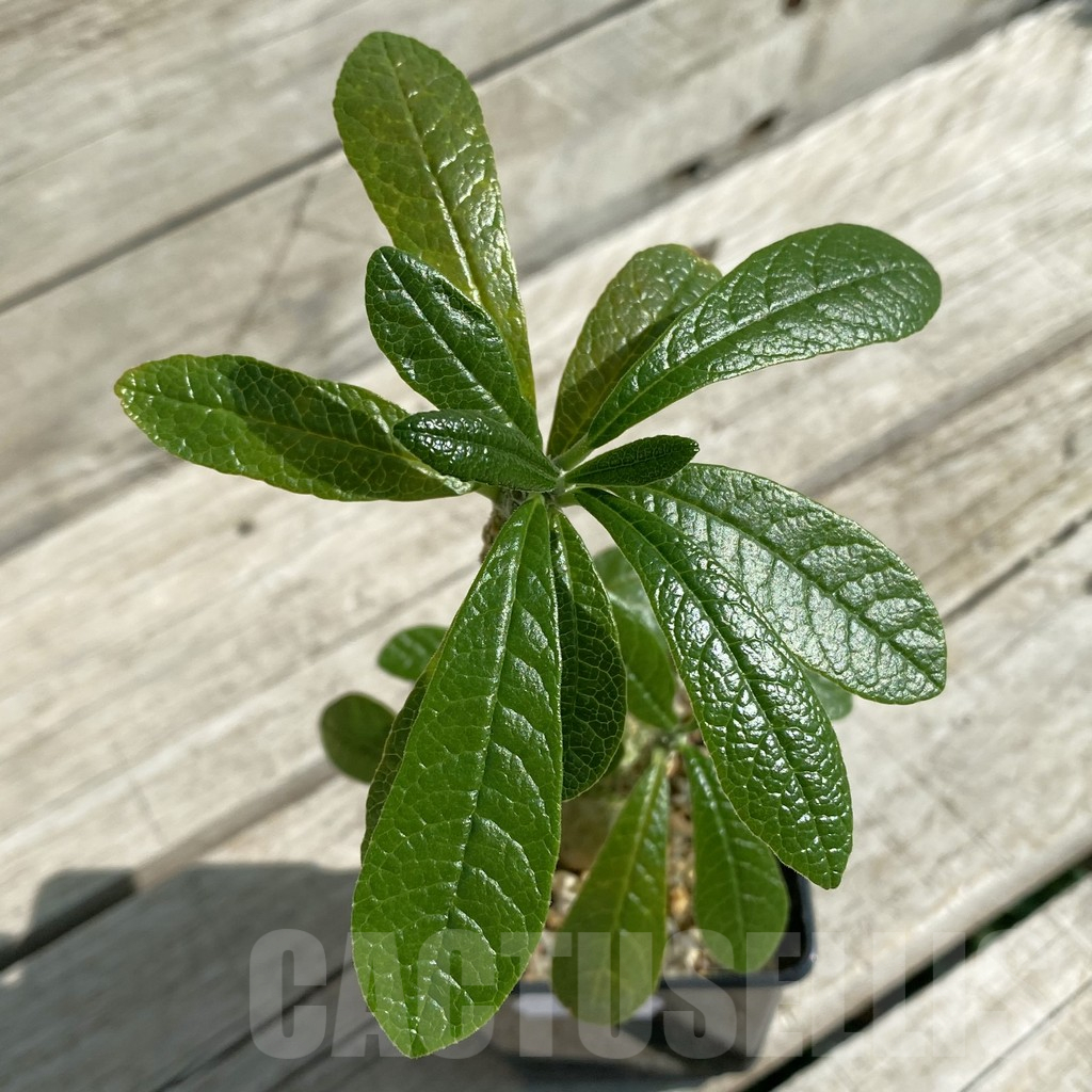 SH15877 Dorstenia gigas