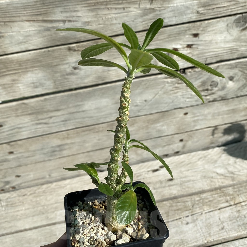 SH15877 Dorstenia gigas - Image 2