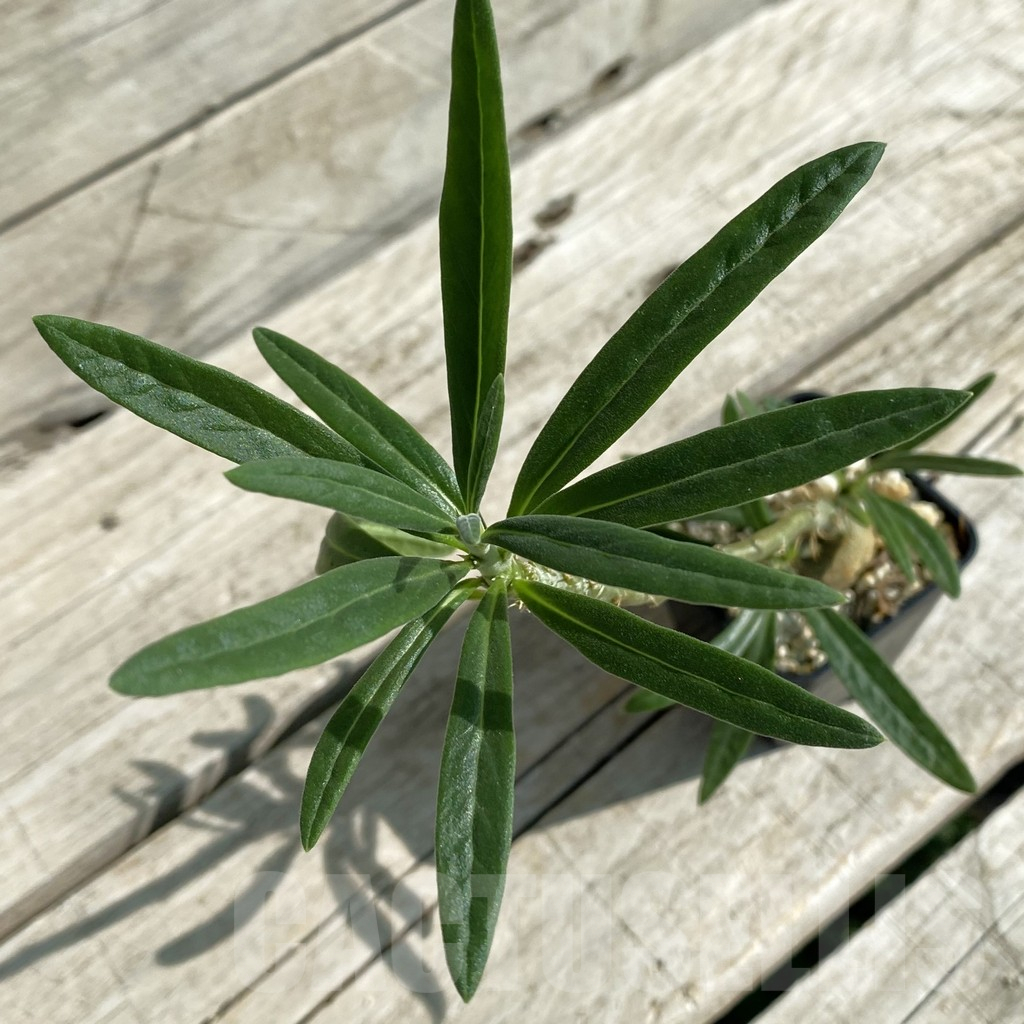 SH15878 Pachypodium succulentum
