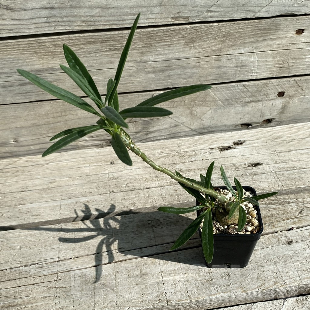 SH15878 Pachypodium succulentum - Imagen 2