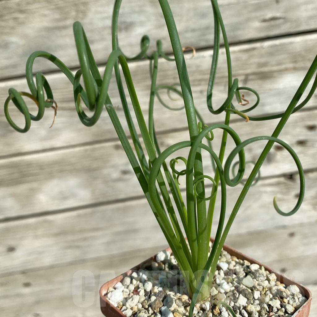 SH15880 Albuca spiralis