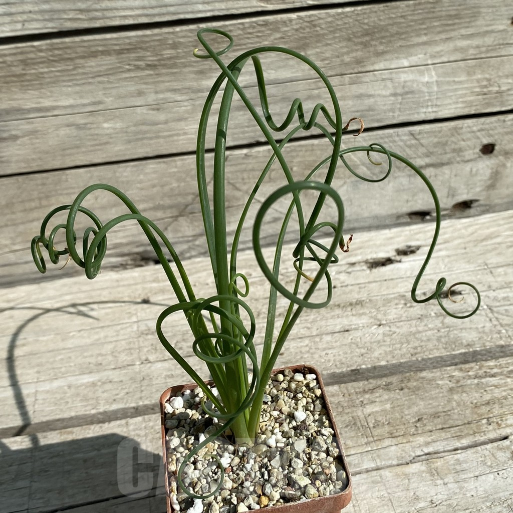 SH15880 Albuca spiralis - Image 2