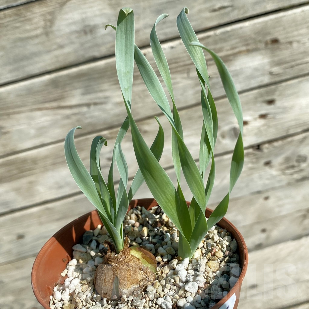 SH15881 Cyrtanthus spiralis