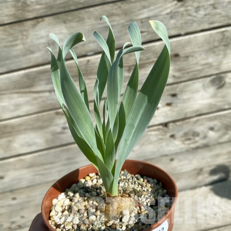 SH15882 Cyrtanthus spiralis