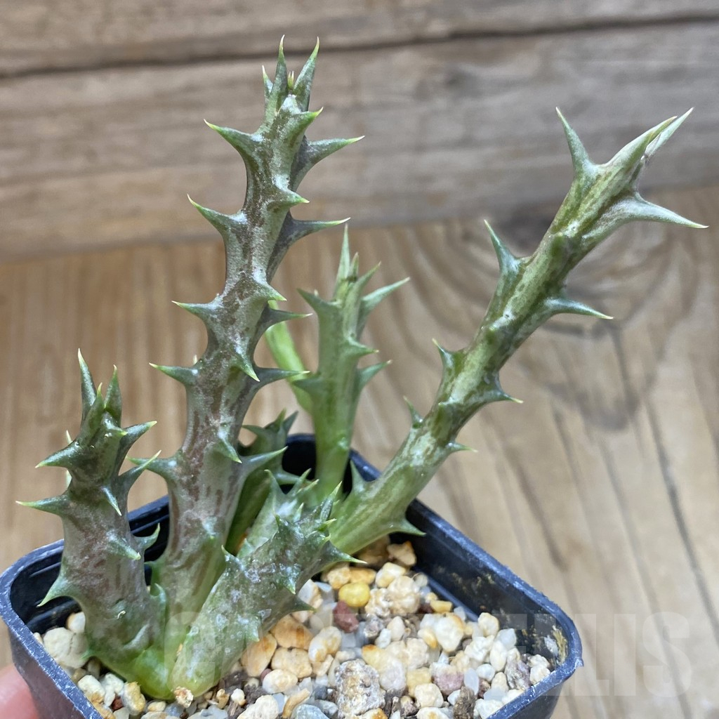 SH15832 Caralluma dummeri - Image 3