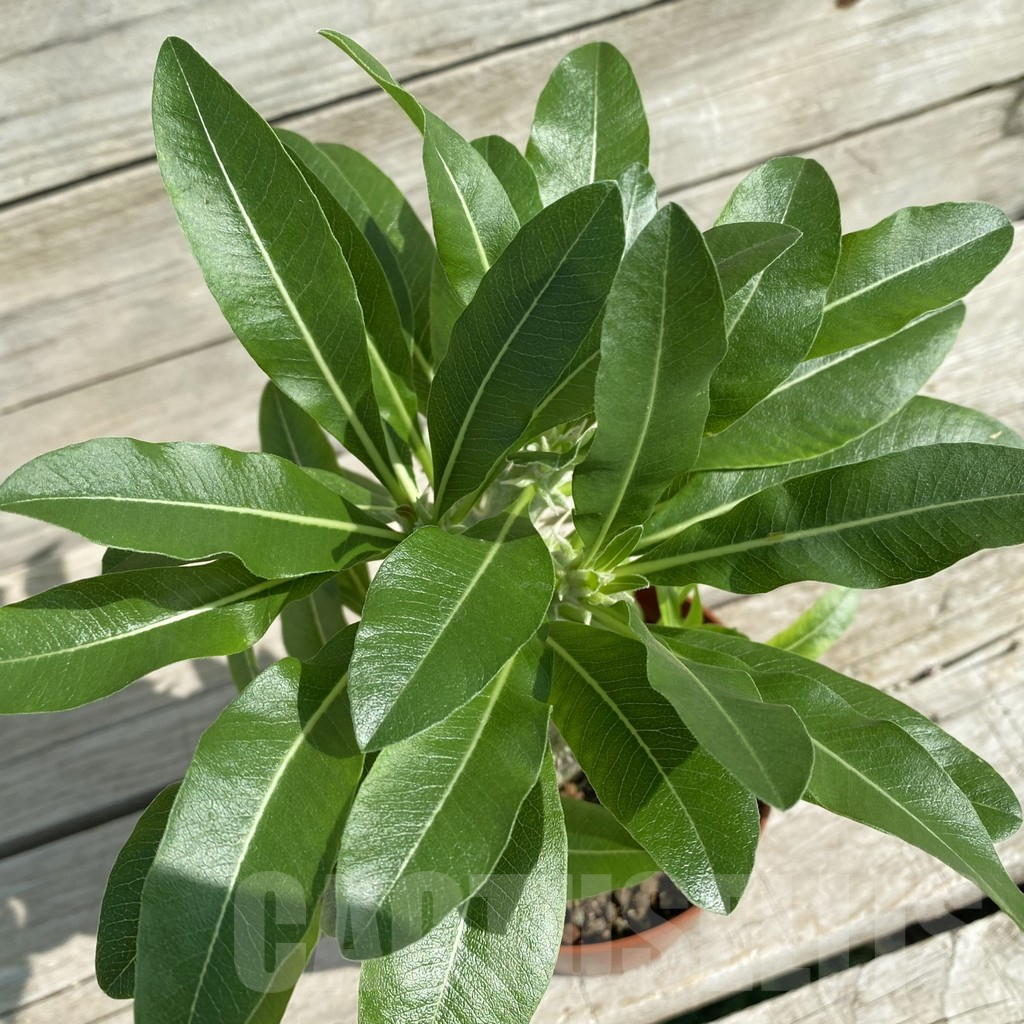 SH15884 Pachypodium horombense