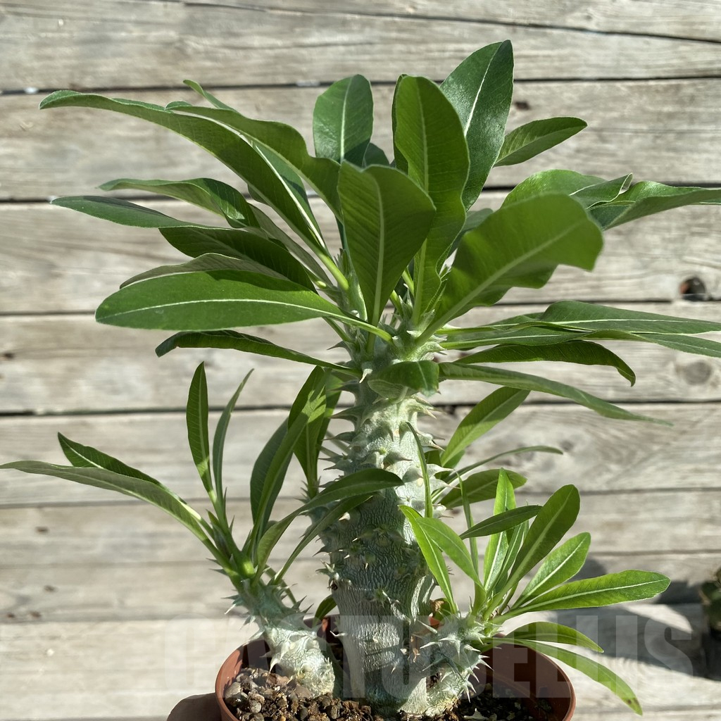 SH15884 Pachypodium horombense - immagine 2