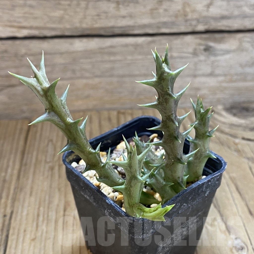 SH15832 Caralluma dummeri - Image 2