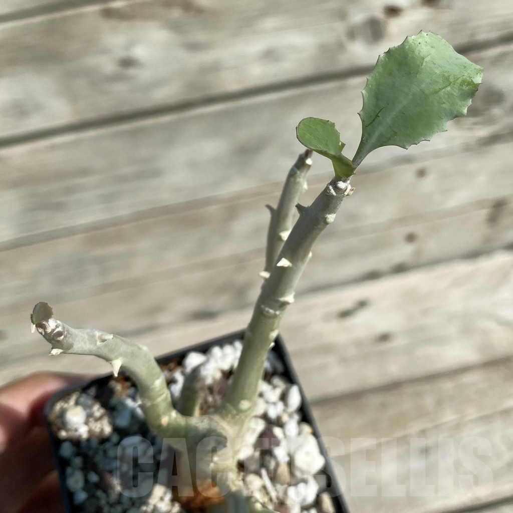 SH15888 Othonna triplinervia