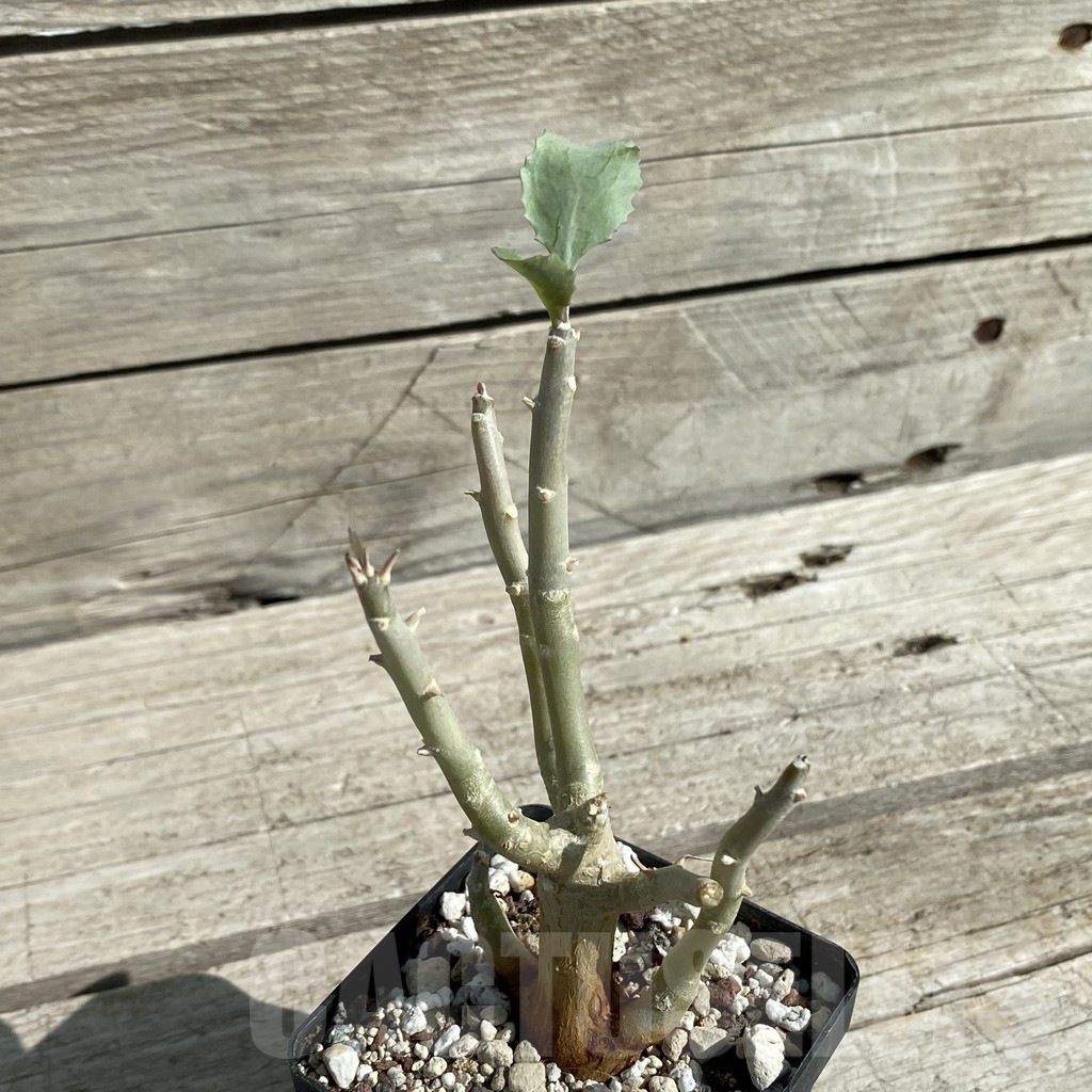 SH15888 Othonna triplinervia - immagine 2