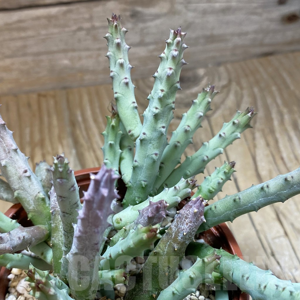 SH15827 Huernia pendurata - Image 3