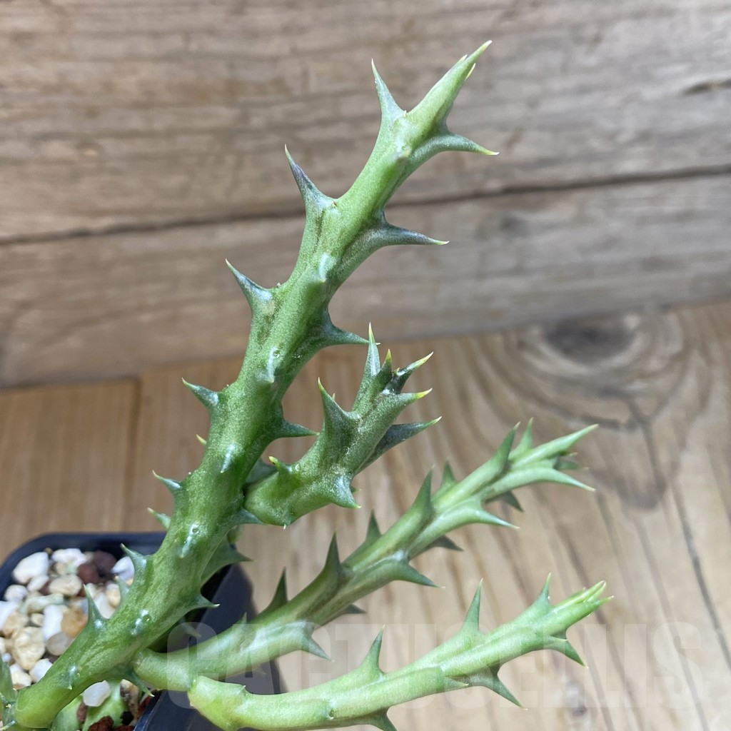 SH15833 Caralluma dummeri - Image 3