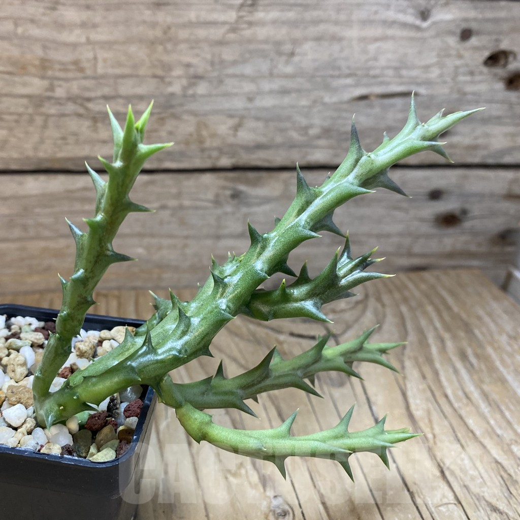 SH15833 Caralluma dummeri - Image 2