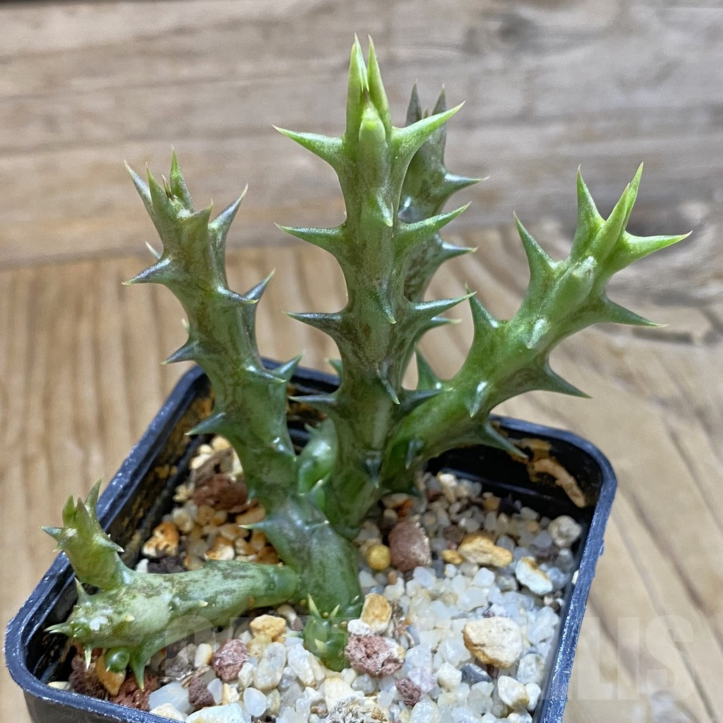 SH15834 Caralluma dummeri - Image 3