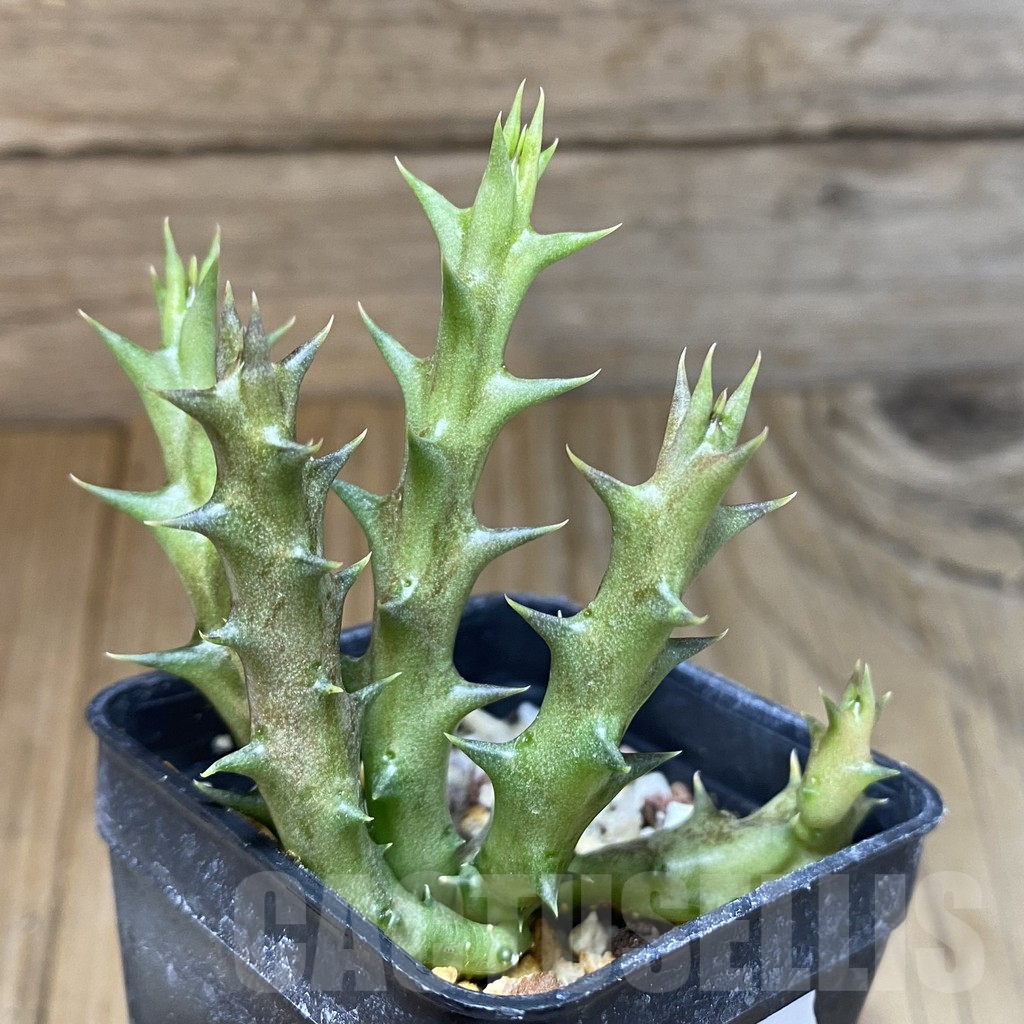 SH15834 Caralluma dummeri - Image 2