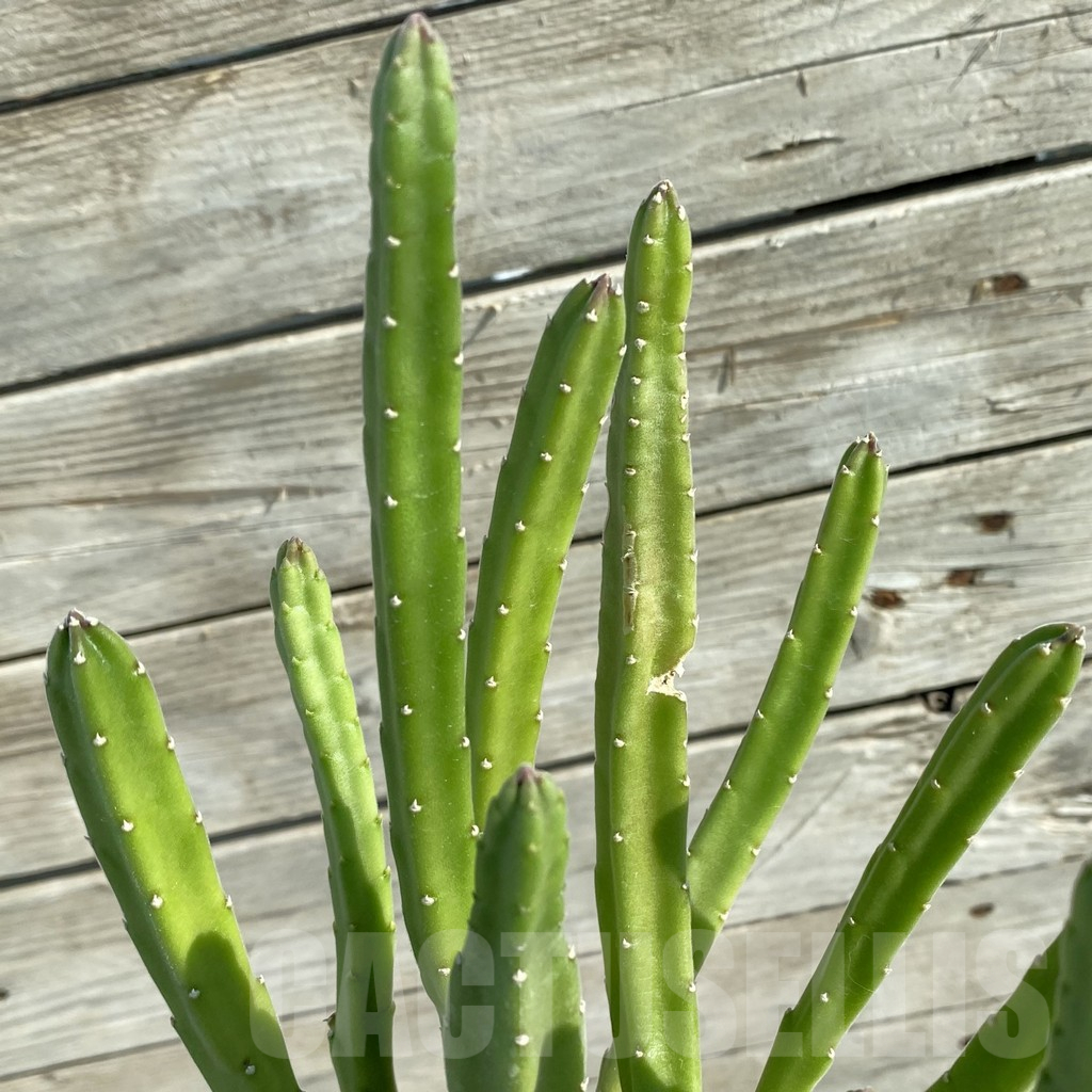 SH15835 Stapelia leendertziae