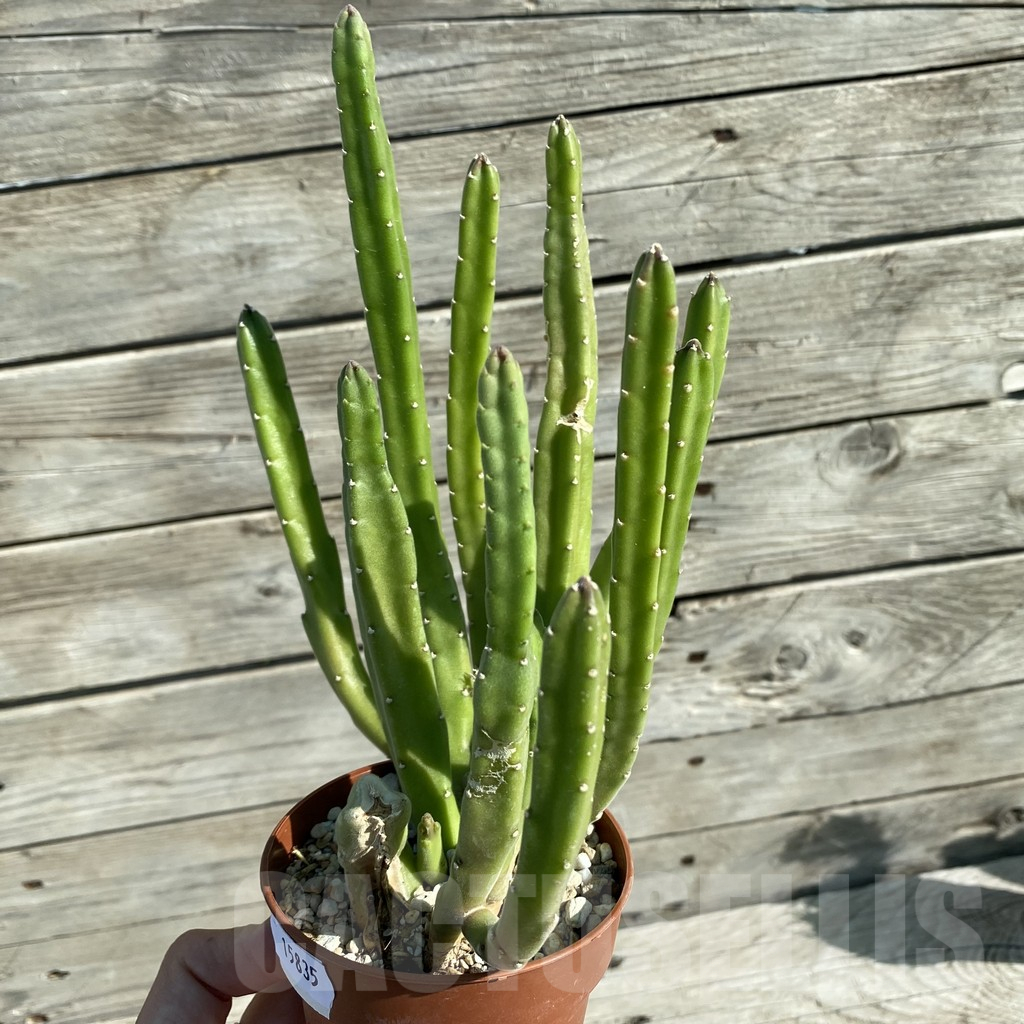 SH15835 Stapelia leendertziae - Image 2