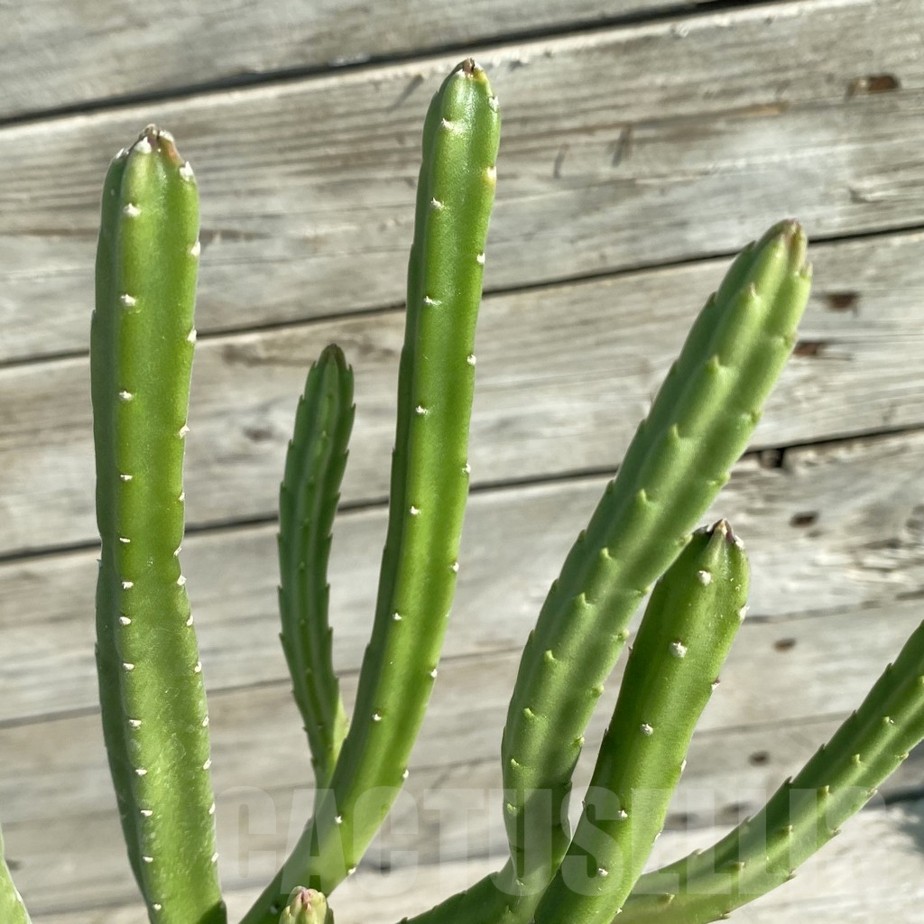 SH15836 Stapelia leendertziae