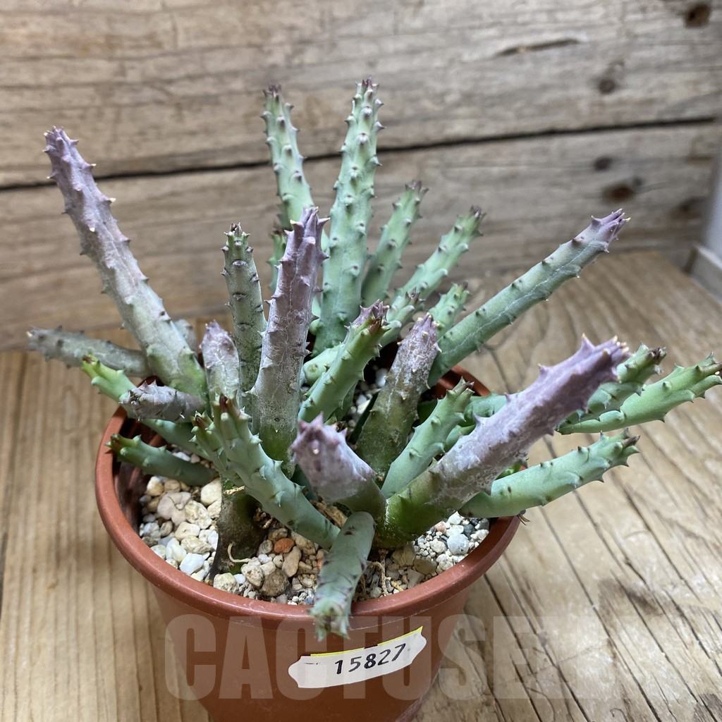 SH15827 Huernia pendurata - Image 2