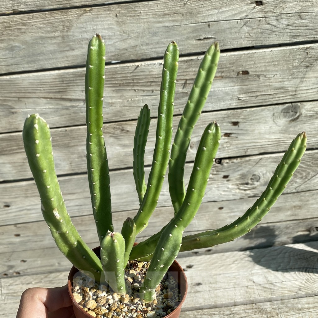 SH15836 Stapelia leendertziae - Imagen 2
