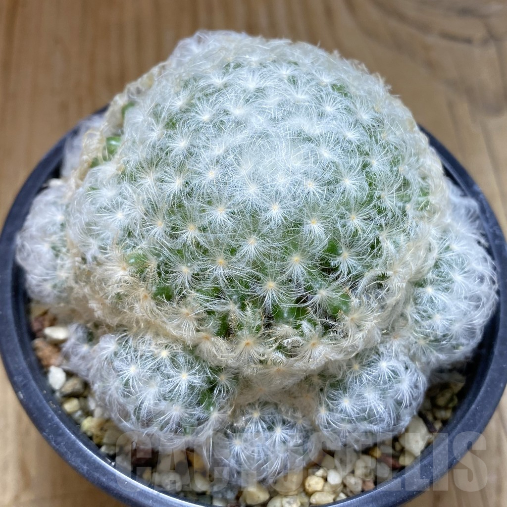 SH15837 Mammillaria plumosa