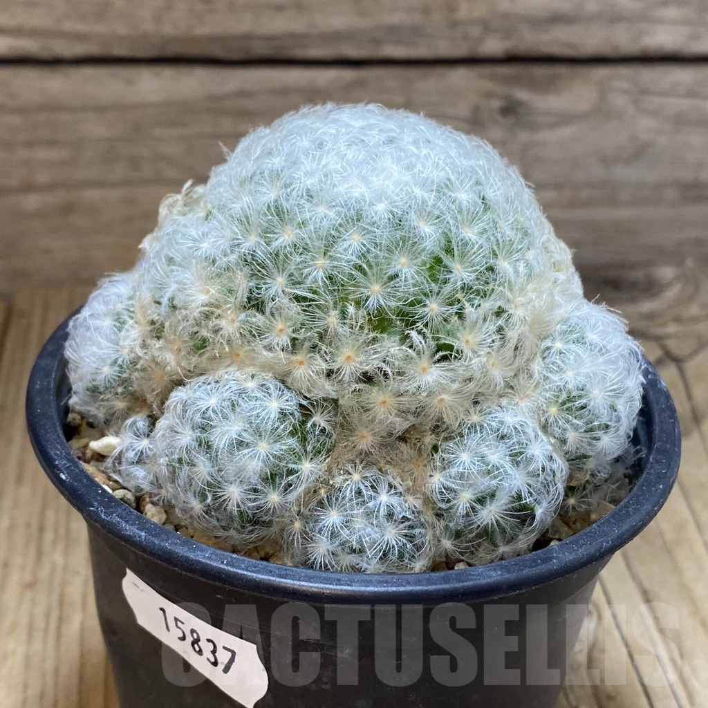 SH15837 Mammillaria plumosa - Imagen 2