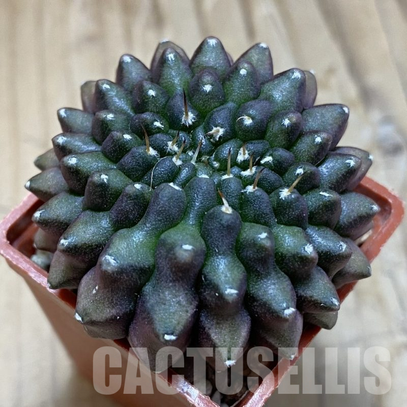 SH15840 Gymnocalycium mihanovichii ‘inermis’ f. cristata