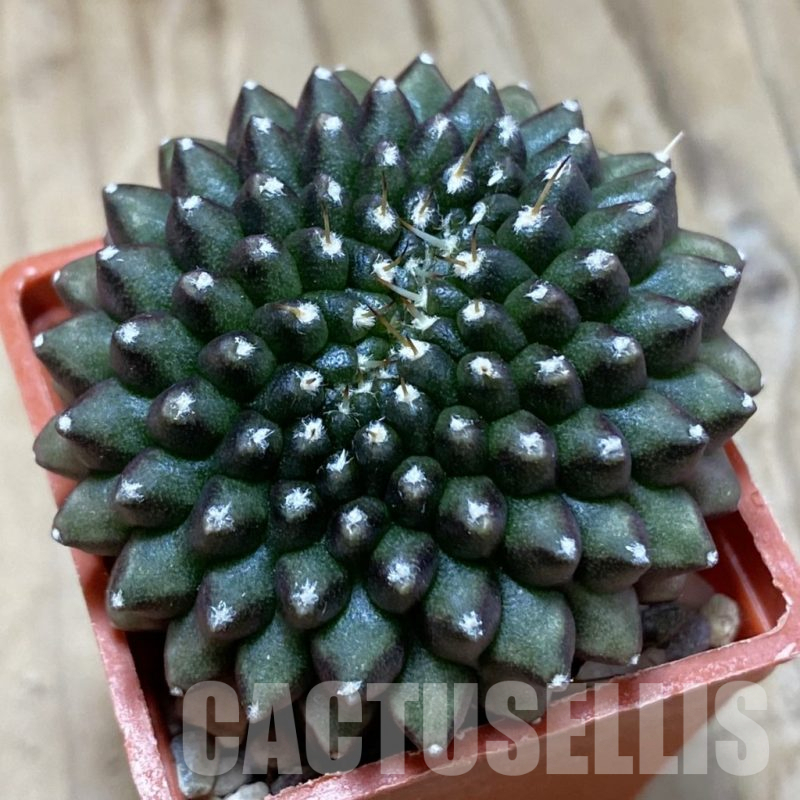 SH15841 Gymnocalycium mihanovichii ‘inermis’ f. cristata