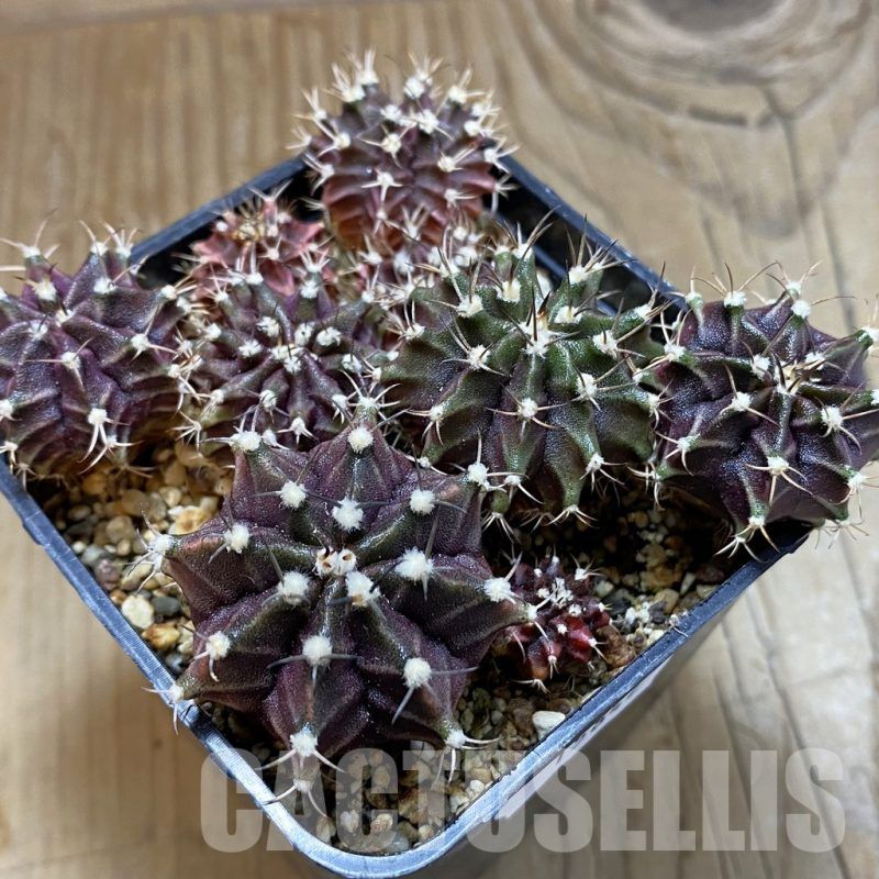 SH15842 Gymnocalycium mihanovichii ‘Hibotan’ hybrid