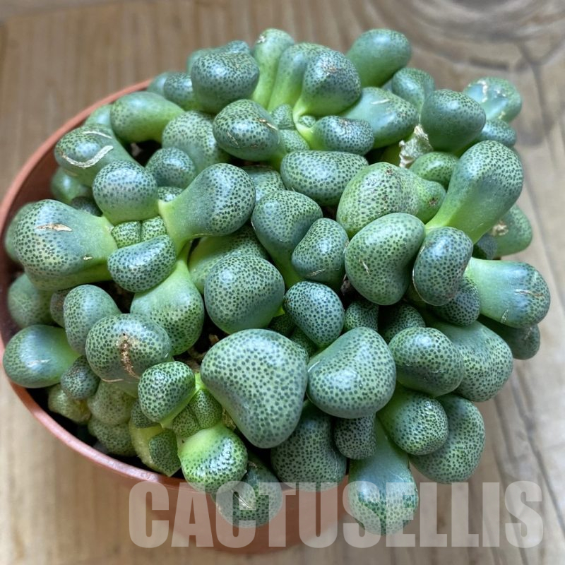 SH15843 Aloinopsis schooneesii, seedling