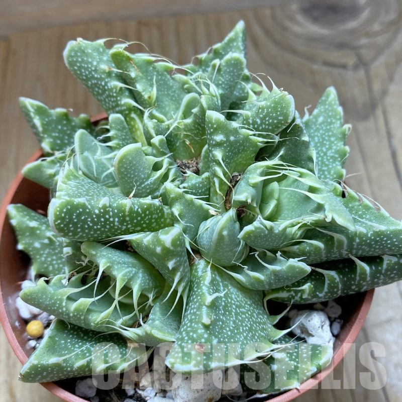 SH15844 Faucaria tigrina