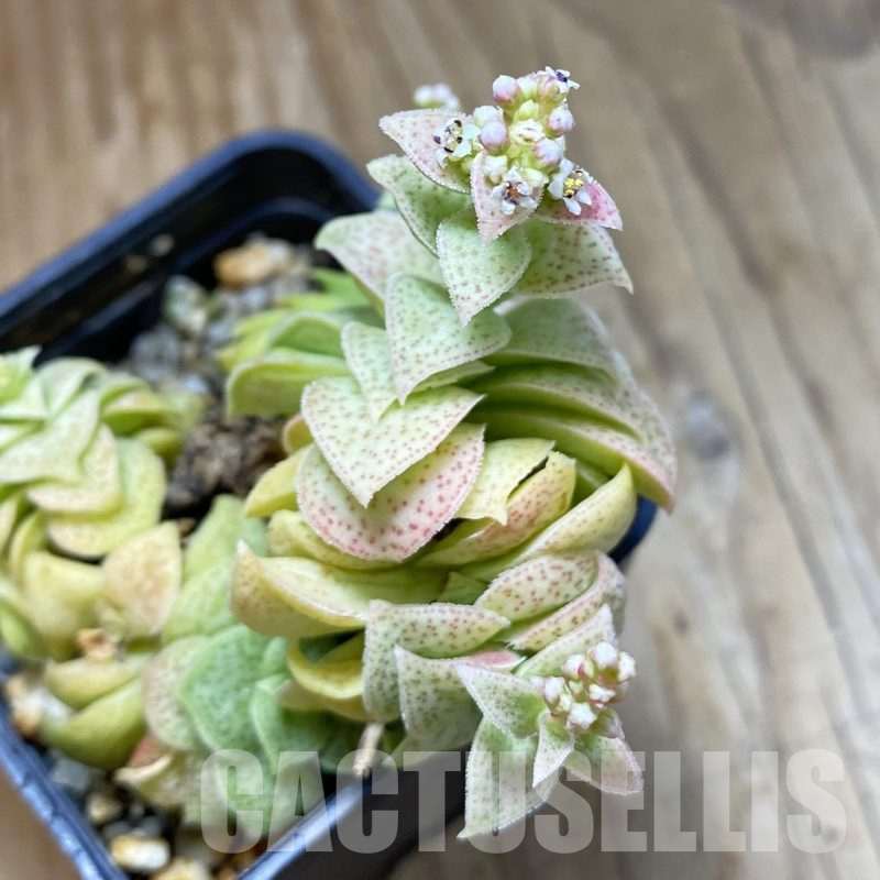SH15846 Crassula capitella ssp. nova