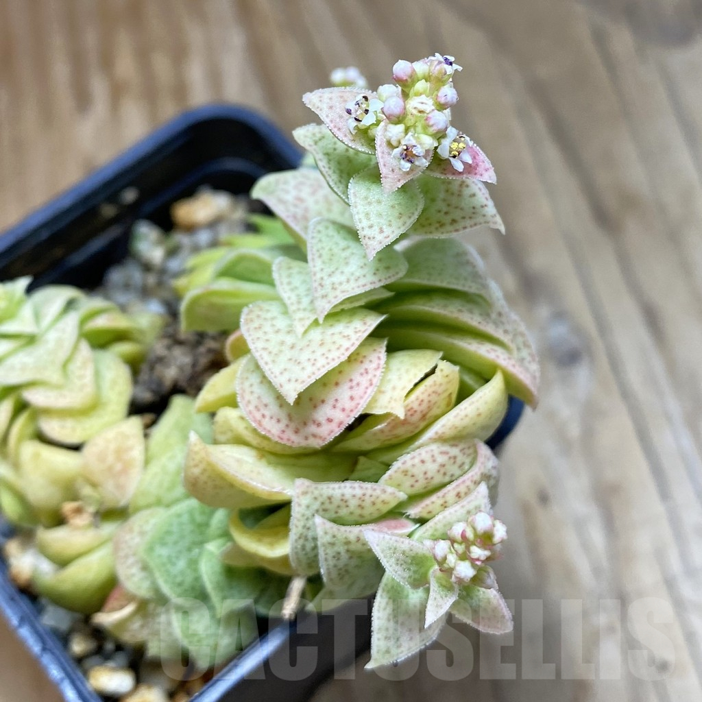 SH15846 Crassula capitella ssp. nova