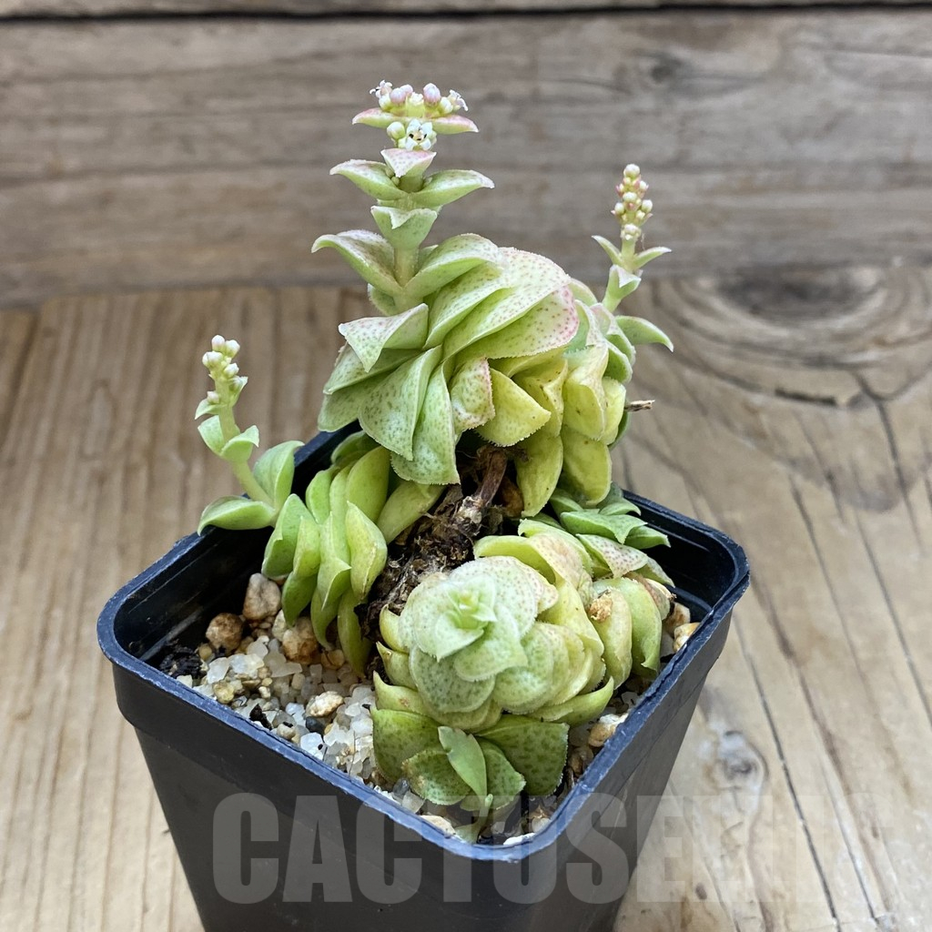 SH15846 Crassula capitella ssp. nova - 画像 (2)