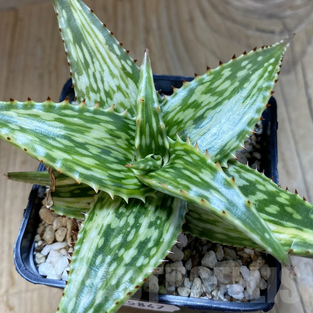 SH15847 Aloe somaliensis f. variegata