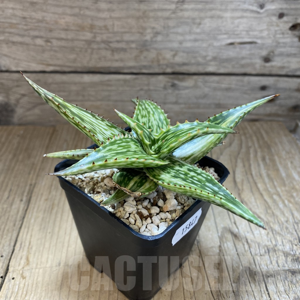SH15847 Aloe somaliensis f. variegata - immagine 2