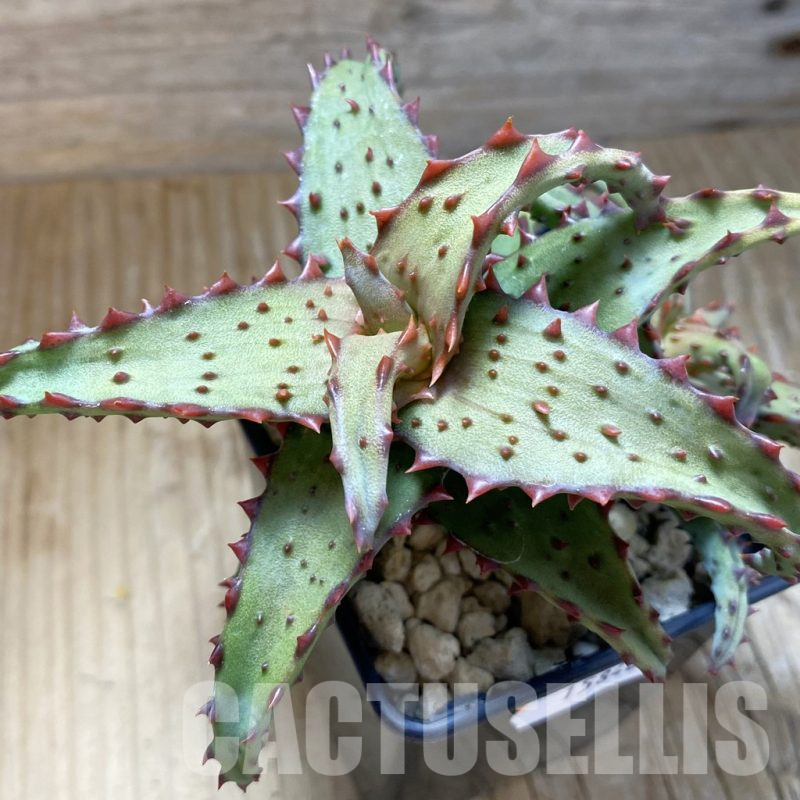 SH15848 Aloe castilloniae