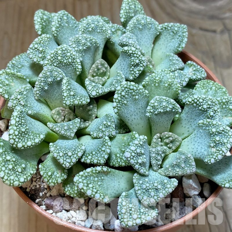 SH15850 Titanopsis calcarea