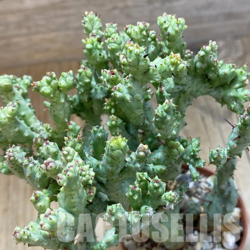 SH15856 Euphorbia enopla ‘Coral’ f. cristata