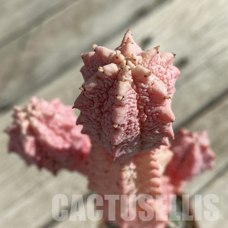 SH15857 Euphorbia abdelkuri ‘Damask’, grafted