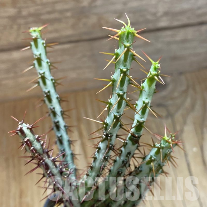 SH15858 Euphorbia aeruginosa
