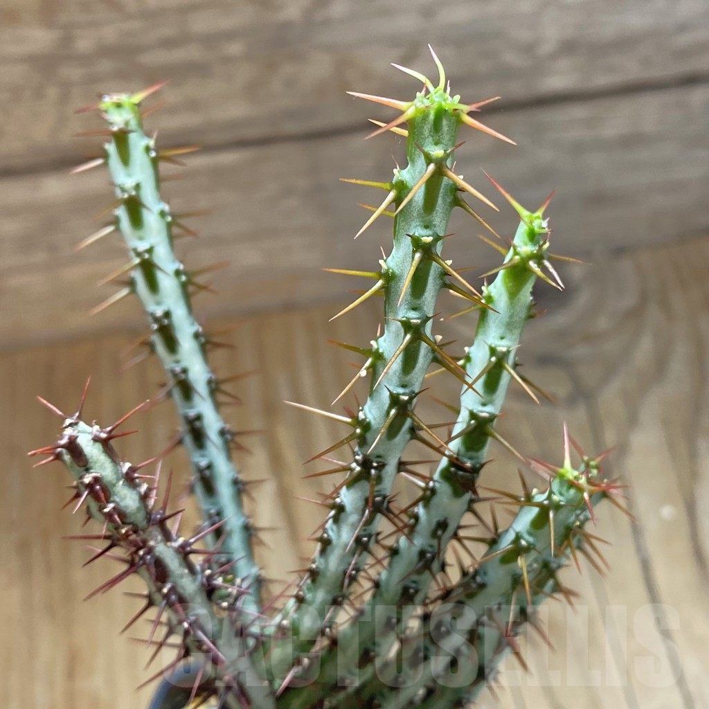 SH15858 Euphorbia aeruginosa