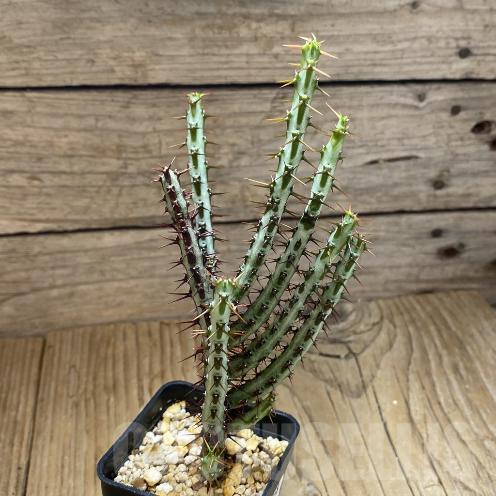 SH15858 Euphorbia aeruginosa - immagine 2