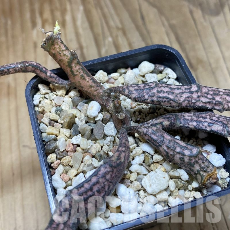 SH15859 Euphorbia platyclada