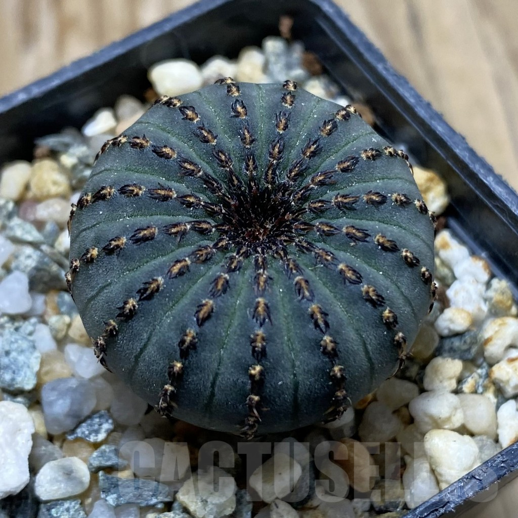 SH11333 Frailea asterioides