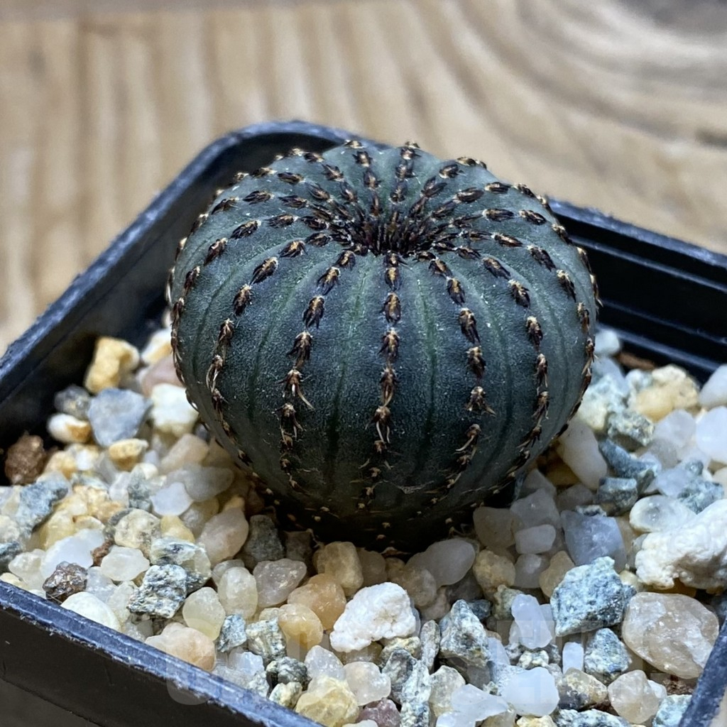 SH11333 Frailea asterioides - immagine 2