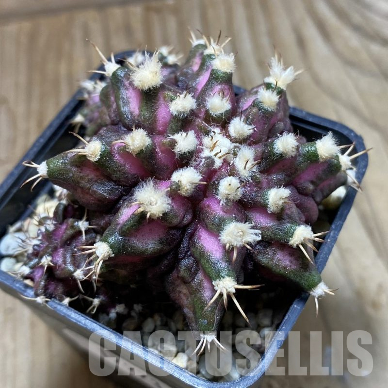 SH17973 Gymnocalycium mihanovichii 'T-Rex', seedling