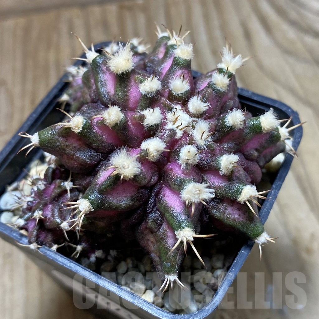 SH17973 Gymnocalycium mihanovichii 'T-Rex', seedling