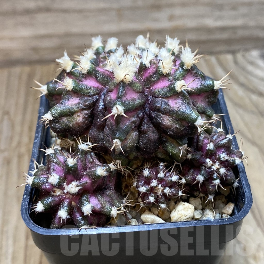 SH17973 Gymnocalycium mihanovichii 'T-Rex', seedling - Obrázek 2